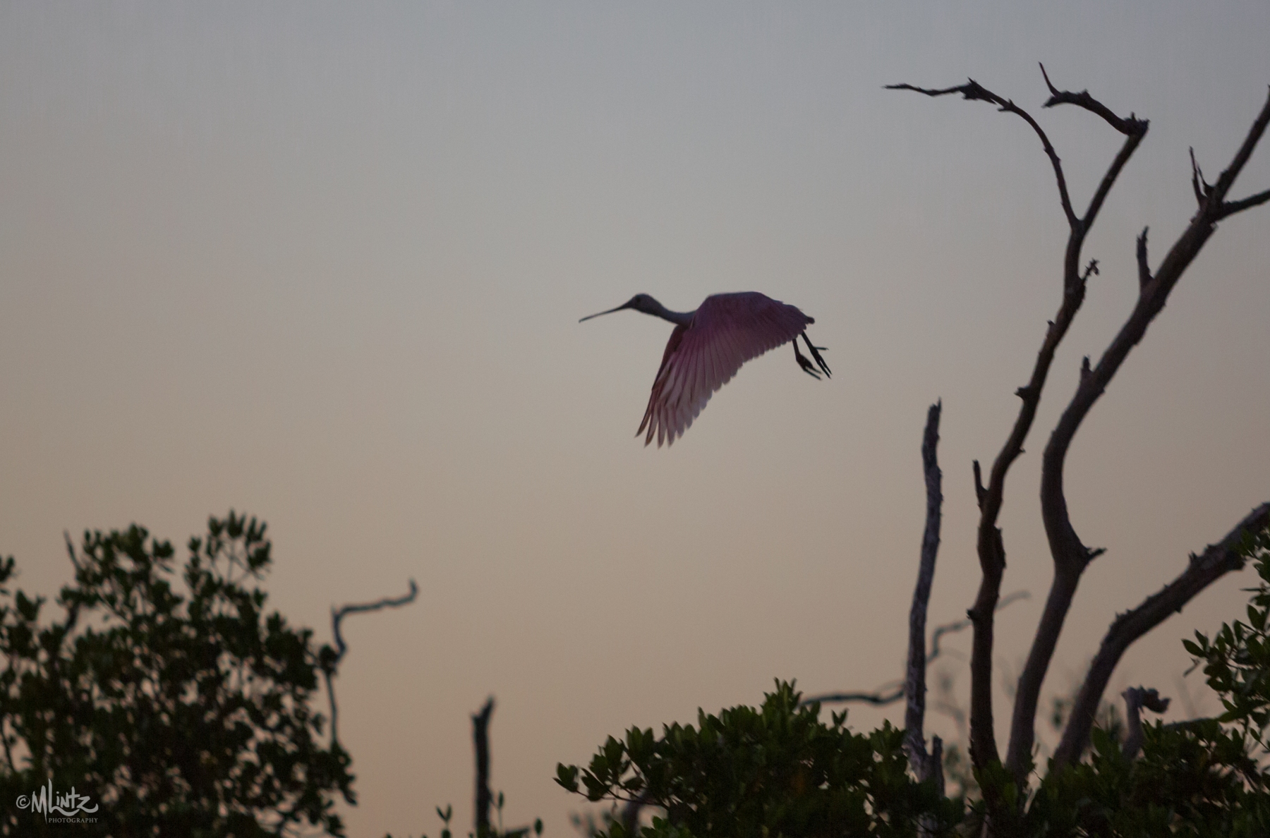 Spoonbill taking flight at dawn