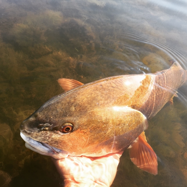 Redfish in shallow water